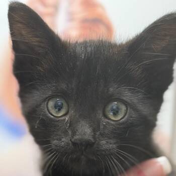 Miles -  Domestic Short Hair Cat for Adoption in Midland, Texas - Miles | PetCurious
