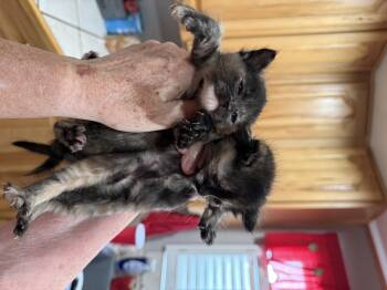 Guinevere -  Dilute Tortoiseshell Cat for Adoption in Tracy, California - Guinevere | PetCurious