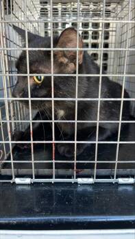 Rescue Domestic Short Hair Cats for Adoption in Palmetto, Florida - A132253 | PetCurious