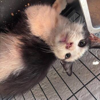 Beetlejuice -  Domestic Short Hair Cat for Adoption in Huntington, West Virginia - Beetlejuice | PetCurious