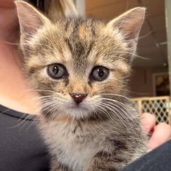 Helen -  Domestic Short Hair Cat for Adoption in Port Washington, Wisconsin - Helen | PetCurious