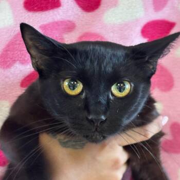 Sagittarius -  Domestic Short Hair Cat for Adoption in Goleta, California - Sagittarius | PetCurious