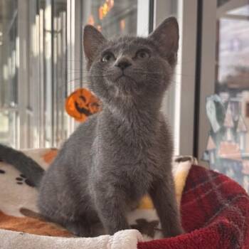 Ghoul -  Domestic Short Hair Cat for Adoption in Phoenix, Arizona - Ghoul | PetCurious