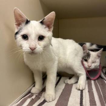 Domestic Short Hair Cats Available for Adoption in Dayton, Ohio - Betta | PetCurious