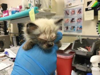 HONESTY -  Domestic Short Hair Cat for Adoption in Riverside, California - HONESTY | PetCurious