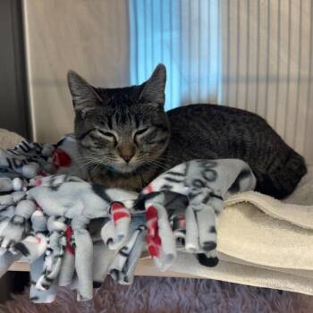 Domestic Short Hair Cats Available for Adoption - Bix | PetCurious