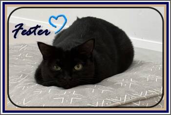 Domestic Short Hair Cats Available for Adoption - FESTER & PUGSLEY (CP) | PetCurious