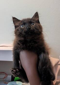 Cerberus -  Domestic Long Hair Cat for Adoption in Pearland, Texas - Cerberus | PetCurious
