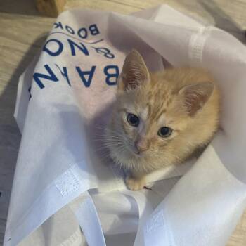 Cheddar -  Domestic Short Hair Cat for Adoption in Nutley, New Jersey - Cheddar | PetCurious