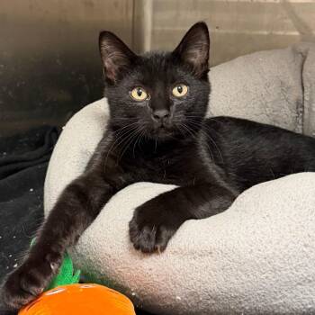 Void -  Domestic Short Hair Cat for Adoption in Stillwater, Oklahoma - Void | PetCurious