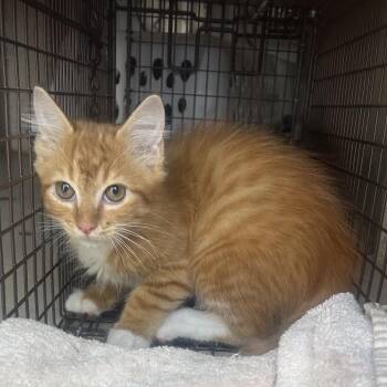 Seebie -  Domestic Short Hair Cat for Adoption in Chattanooga, Tennessee - Seebie | PetCurious