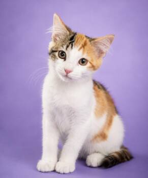 Madison -  Domestic Long Hair Cat for Adoption in Houston, Texas - Madison | PetCurious