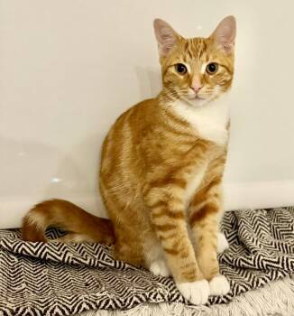 Deri -  Tabby and Domestic Short Hair Cat for Adoption in Vaughan, Ontario - Deri | PetCurious