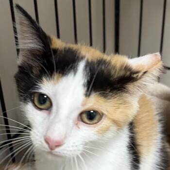 Anne -  Domestic Short Hair Cat for Adoption in La Grange, Kentucky - Anne | PetCurious