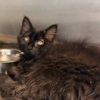 Commander Whiskers -  Domestic Short Hair Cat for Adoption in Davenport, Iowa - Commander Whiskers | PetCurious
