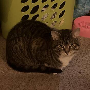 Lily -  Domestic Short Hair Cat for Adoption in Murray, Utah - Lily | PetCurious