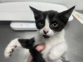 Domestic Short Hair Cats Available for Adoption in West Chester, Pennsylvania - Harry | PetCurious