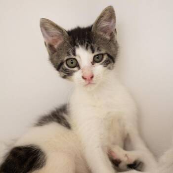 Rocky Road -  Domestic Short Hair Cat for Adoption in Cumming, Georgia - Rocky Road | PetCurious