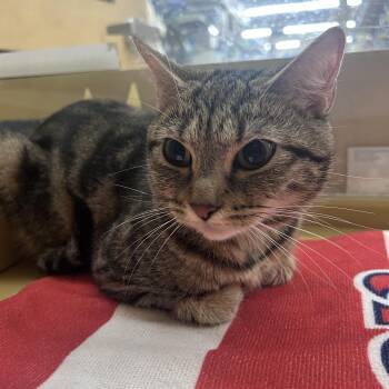 Nugget -  Domestic Short Hair Cat for Adoption in Worcester, Massachusetts - Nugget | PetCurious