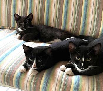 Shy -  Domestic Short Hair Cat for Adoption in Albemarle, North Carolina - Shy | PetCurious