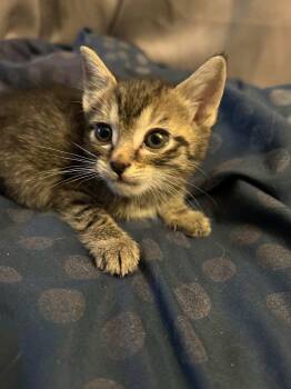 Domestic Short Hair Cats Available for Adoption in Parma Heights, Ohio - Spice  | PetCurious