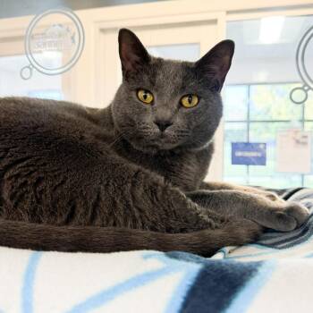 Slinky -  Domestic Short Hair and Mixed Breed Cat for Adoption in Fort Wayne, Indiana - Slinky | PetCurious