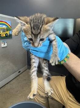 MARSHA -  Domestic Short Hair Cat for Adoption in San Antonio, Texas - MARSHA | PetCurious