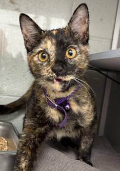 Star -  Domestic Short Hair Cat for Adoption in Salt Lake City, Utah - Star | PetCurious