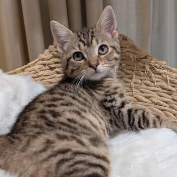 Dalinar -  Domestic Short Hair Cat for Adoption in Fairfax Station, Virginia - Dalinar | PetCurious