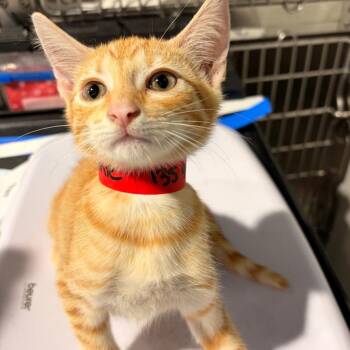 Winnie -  Domestic Short Hair Cat for Adoption in Tampa, Florida - Winnie | PetCurious