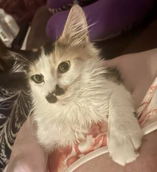 Rescue Calico Cats for Adoption in Moses Lake, Washington - SG - Sirena | PetCurious