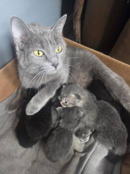 Domestic Short Hair Cats Available for Adoption in Williamsburg, Iowa - Purrincess (Available 6/5/2026) | PetCurious