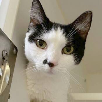 Natascha -  Domestic Short Hair Cat for Adoption in Woodinville, Washington - Natascha | PetCurious