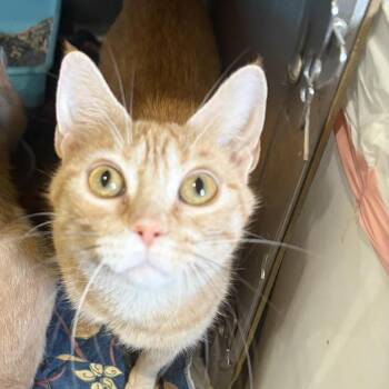 Maia -  Domestic Short Hair Cat for Adoption in Park Falls, Wisconsin - Maia | PetCurious