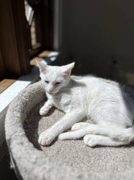 Rescue Domestic Short Hair Cats for Adoption in Campbell, California - Melbourne | PetCurious