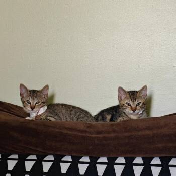 Parks -  Domestic Short Hair Cat for Adoption in Philadelphia, Pennsylvania - Parks | PetCurious