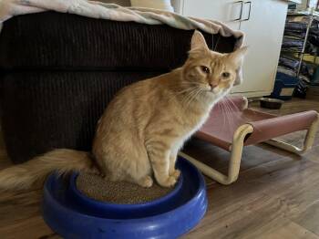 Rescue Domestic Medium Hair Cats for Adoption in Prescott, Arizona - Nuka And Sassparilla (AKA Sassy) | PetCurious