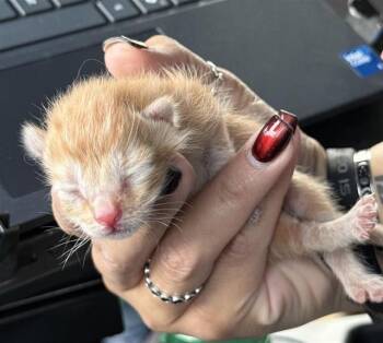 TIC TAC -  Domestic Short Hair Cat for Adoption in Houston, Texas - TIC TAC | PetCurious