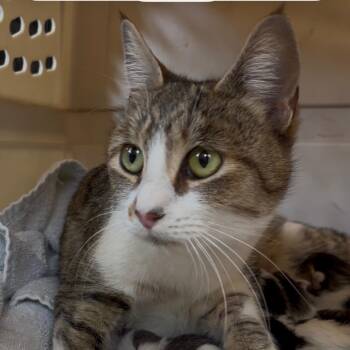 Domestic Short Hair Cats Available for Adoption - Mari Mama | PetCurious