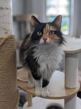 Cricket -  Calico Cat for Adoption in Lewisburg, Tennessee - Cricket | PetCurious
