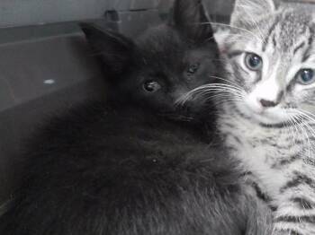 THE HIGHWAY MAN -  Domestic Short Hair Cat for Adoption in Omaha, Nebraska - THE HIGHWAY MAN | PetCurious