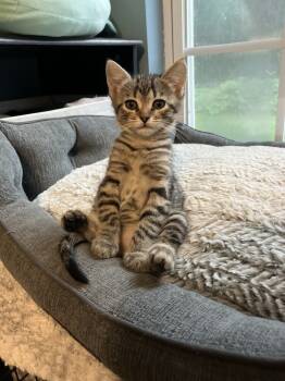 Rescue Tabby and Domestic Short Hair Cats for Adoption in Powder Springs, Georgia - Miami | PetCurious