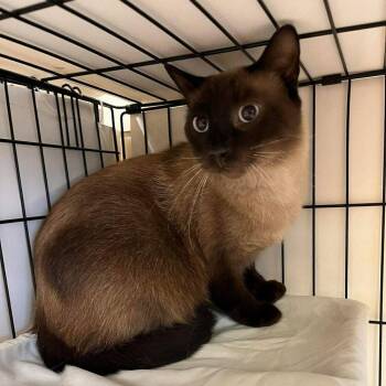 Cezar -  Siamese and Domestic Short Hair Cat for Adoption in Candler, North Carolina - Cezar | PetCurious