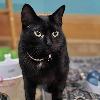 Rescue Domestic Short Hair Cats for Adoption - Livvie JC 0123 (bonded With Liza) | PetCurious