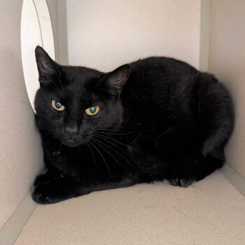 "Florence" -  Domestic Short Hair Cat for Adoption in Salt Lake City, Utah - "Florence" | PetCurious