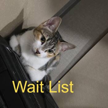 Jinx -  Domestic Short Hair Cat for Adoption in Livingston, Texas - Jinx | PetCurious