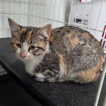 Penny -  Domestic Short Hair Cat for Adoption in Priest River, Idaho - Penny | PetCurious