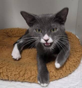 Argent -  Domestic Short Hair Cat for Adoption in INDN HBR BCH, Florida - Argent | PetCurious