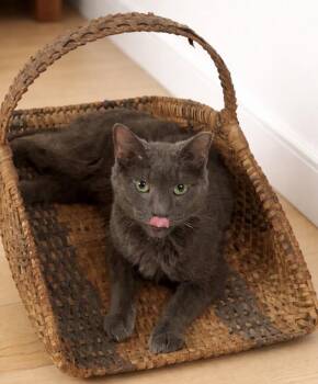 Domestic Short Hair Cats Available for Adoption - Donkey | PetCurious