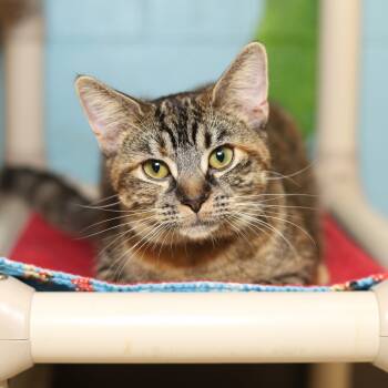 Rescue Domestic Short Hair Cats for Adoption in Evansville, Indiana - California Roll | PetCurious